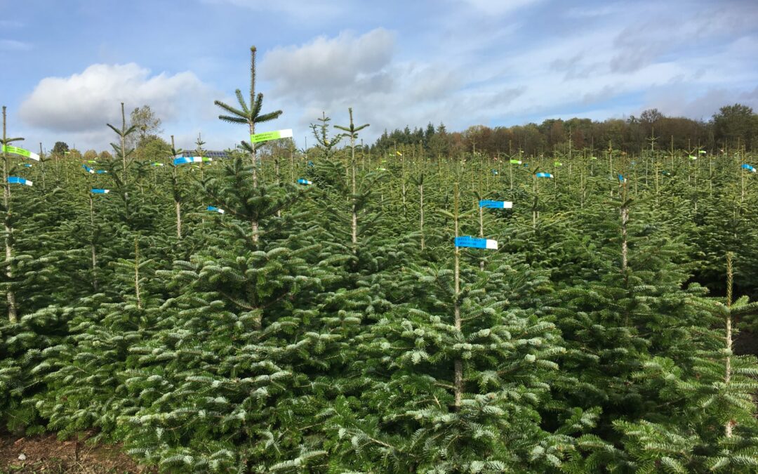 Les sapins bio de la Ferme de Grange – Ils sont là !